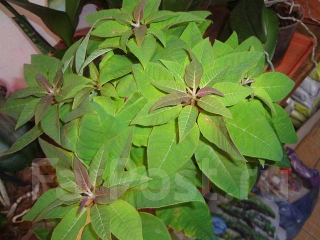 Пуансеттия, цвет клубника со сливками, под заказ. Цена: 1 300₽ во ...