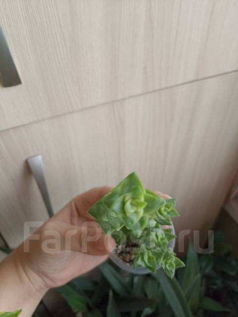 Крассула перфората, в наличии. Цена: 100₽ во Владивостоке