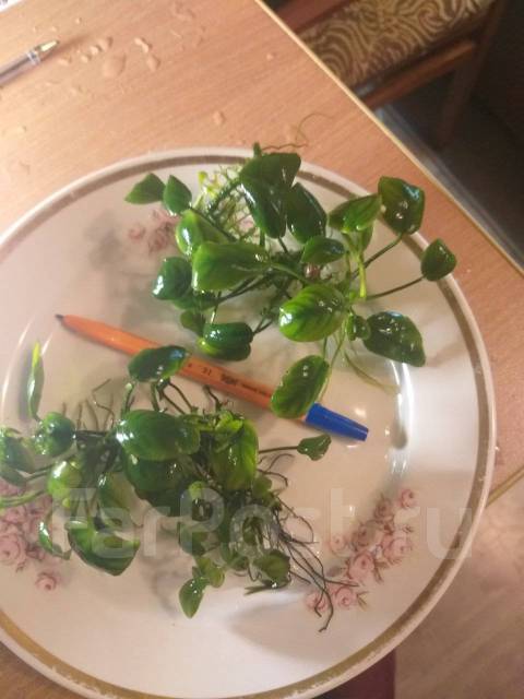 Анубиас нана, в наличии. Цена: 150₽ во Владивостоке