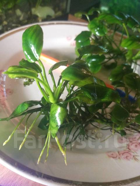 Анубиас нана, в наличии. Цена: 150₽ во Владивостоке