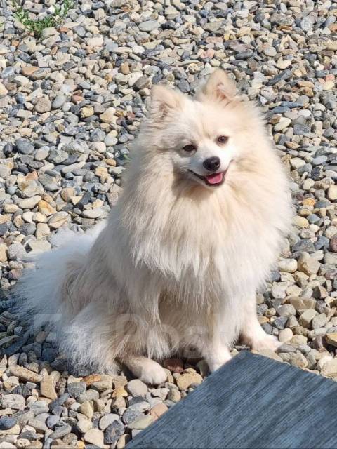 Вязка померанский шпиц. Кобель, 1,2 года во Владивостоке