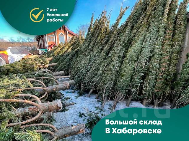 Живые Елки Сосны и Пихты, огромный склад, +6 подарков каждому, новый, в ...