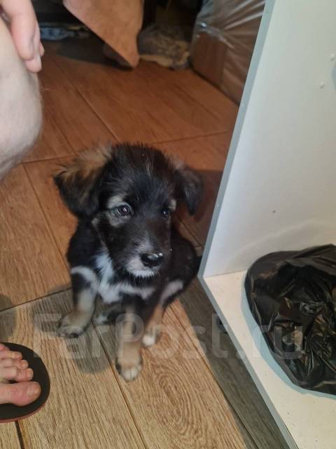 Собака в добрые руки во Владивостоке