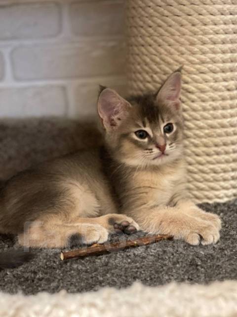 Чаузи Chausie, в наличии. Цена: 100 000₽ во Владивостоке