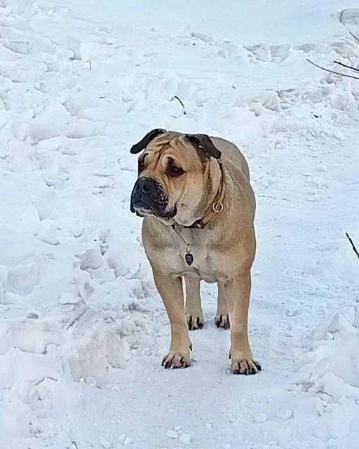 Редкая Порода Щенок КаДеБо, в наличии. Цена: 30 000₽ во Владивостоке