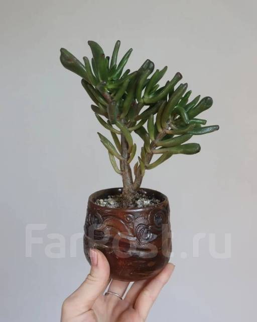 Крассула хоббит, в наличии. Цена: 1 500₽ во Владивостоке