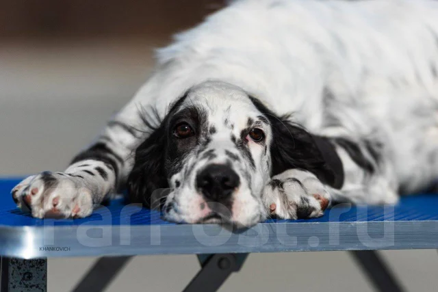 Щенок Английского сеттера, в наличии во Владивостоке