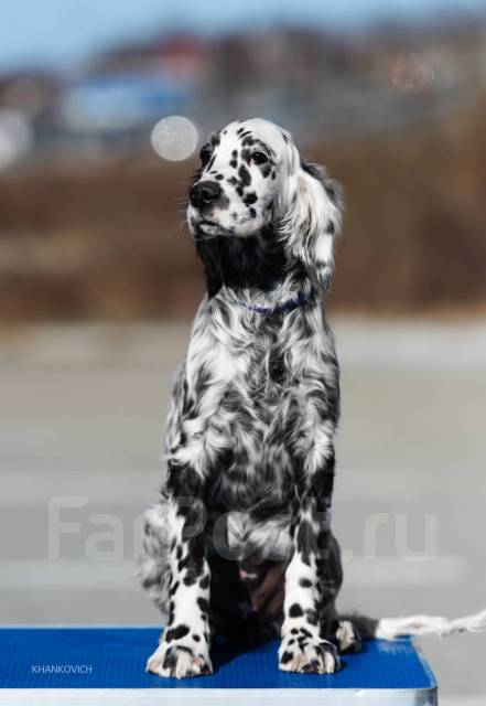 Английского сеттера щенок, в наличии во Владивостоке