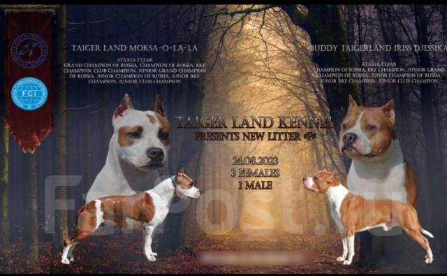 Психологическая готовность