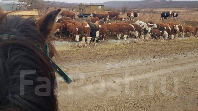 Продам говядину, в наличии. Цена: 520₽ во Владивостоке