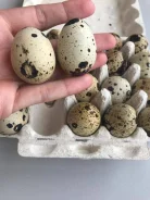 ������������� ���� ���������. ����