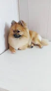 ����������� ����. ����