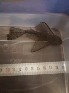 ��������� ��������. ����