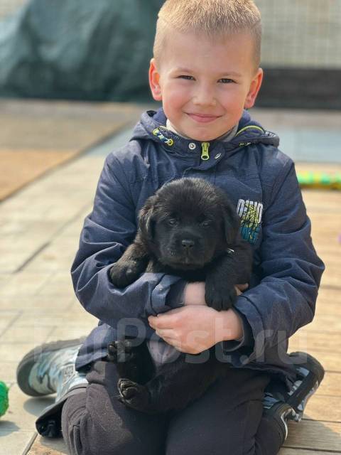 Щенок Лабрадора, кобель черного окраса, в наличии. Цена: 50 000? во ...