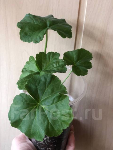 Пеларгония Miss Rose, в наличии. Цена: 350₽ во Владивостоке