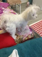 ����������� �������. ����
