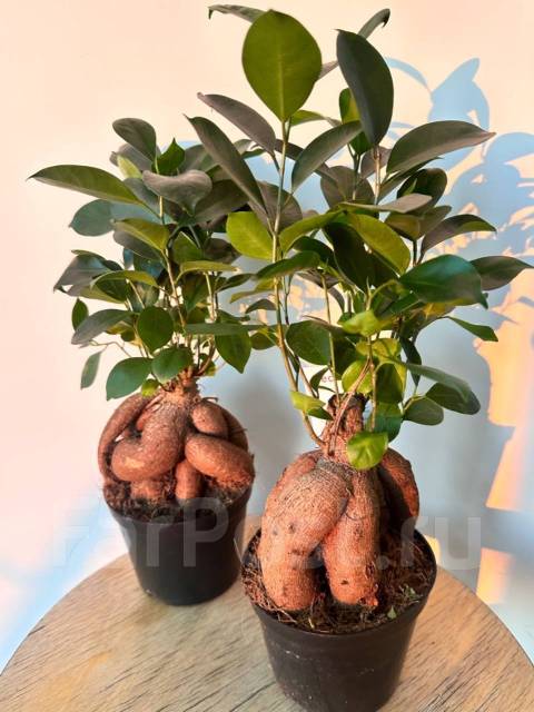 Фикус-женьшень Ginseng Retusa, в наличии. Цена: 2 300₽ во Владивостоке