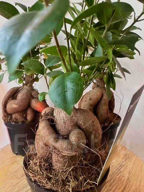 Фикус-женьшень Ginseng Retusa, в наличии. Цена: 2 300₽ во Владивостоке
