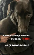 �����. ����