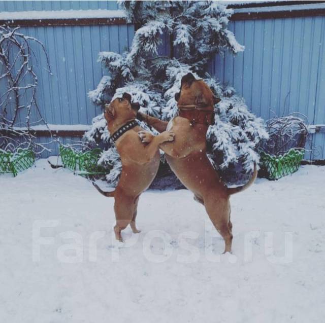 Передержка собак, передержка кошек, зоогостиница Угольная в Артеме