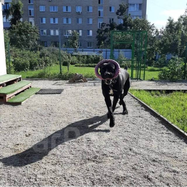 Передержка собак, передержка кошек, зоогостиница Угольная в Артеме