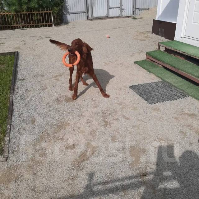 Передержка собак, передержка кошек, зоогостиница Угольная в Артеме