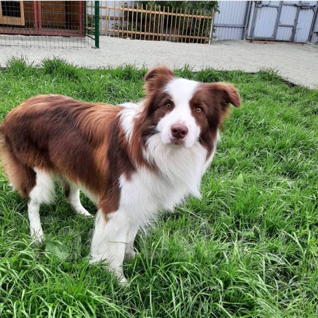 Передержка собак, передержка кошек, зоогостиница Угольная в Артеме