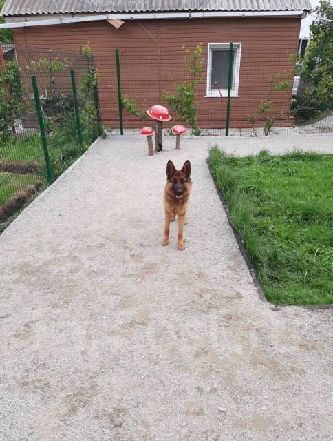 Передержка собак, передержка кошек, зоогостиница Угольная в Артеме