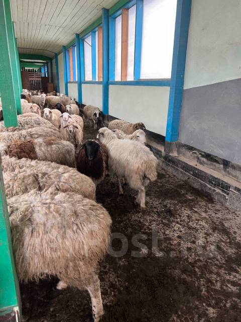 Продаются бараны, в наличии. Цена: 300₽ во Владивостоке