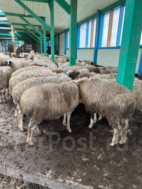Продаются бараны, в наличии. Цена: 300₽ во Владивостоке