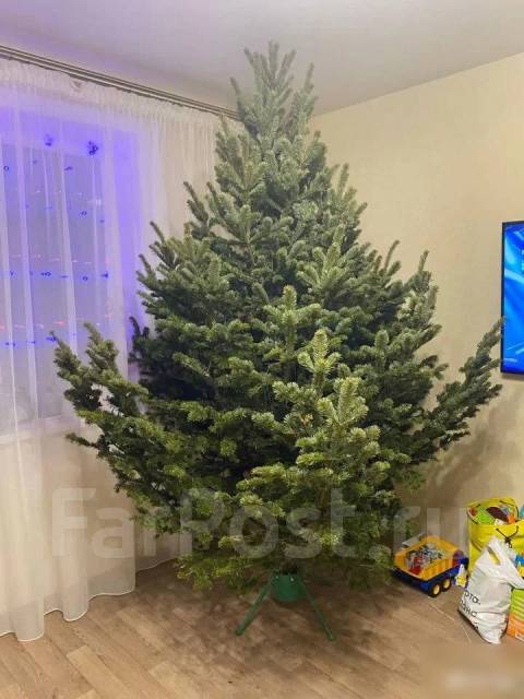 Живые елки Сосны и Пихты, огромный склад, +3 подарка каждому, новый, в ...