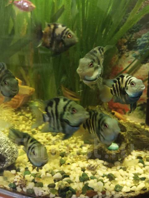 Сапфировый попугай, в наличии. Цена: 300₽ во Владивостоке