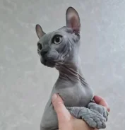 ����. ��� ����� �� ������������ ����