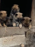 �����. ����