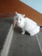 �����. ����