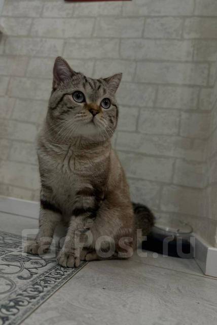Шотландские котята, в наличии. Цена: 6 000₽ во Владивостоке