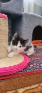�����. ����