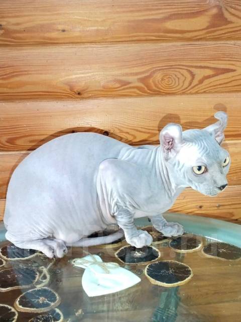 Канадский сфинкс, эльф, бамбино во Владивостоке