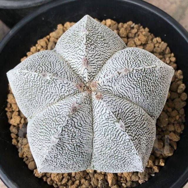 Кактус Астрофитум A. myriostigma cv. Онзука, в наличии. Цена: 5 550₽ во ...