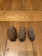 �����. ����