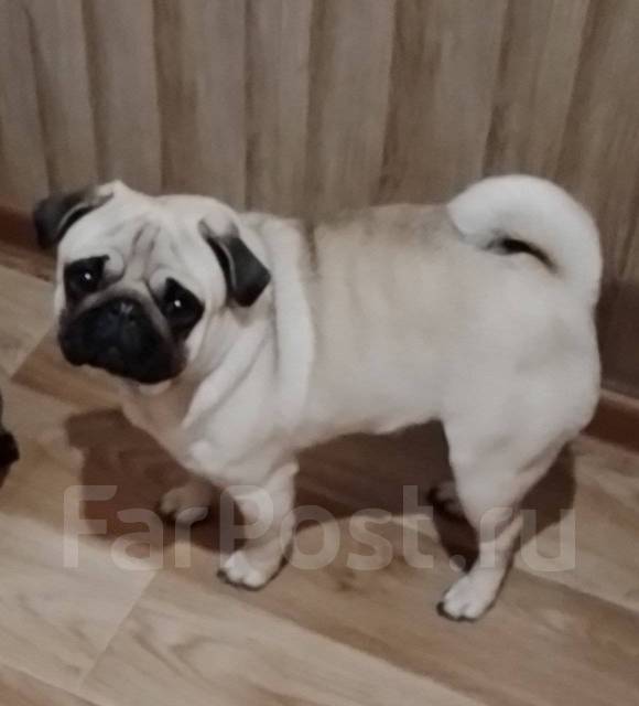 Мопс девочка, в наличии. Цена: 25 000₽ во Владивостоке