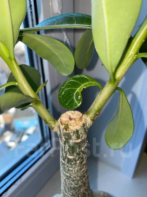 Адениум, в наличии. Цена: 3 500₽ во Владивостоке