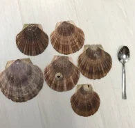 ��������, �������. ����