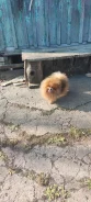 ����������� ����. ����