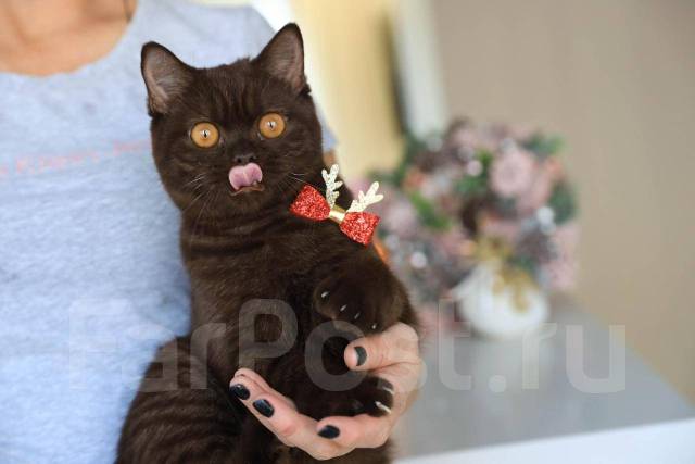 Продается замечательный британский котенок окраса шоколад, в наличии во  Владивостоке