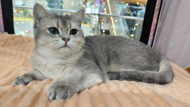 Британский котенок девочка голубое золото, в наличии. Цена: 40 000₽ во  Владивостоке