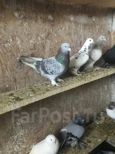 ������. ����