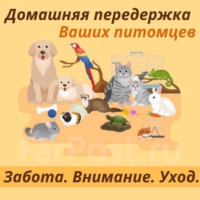 Передержка домашних животных