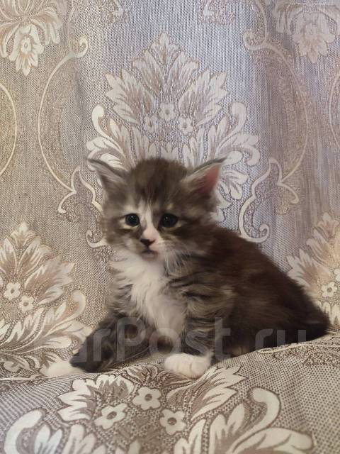 Мейн-кун, в наличии. Цена: 13 000₽ во Владивостоке