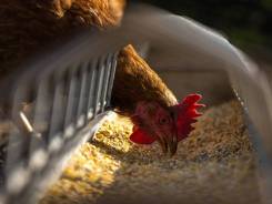 ����������. ����
